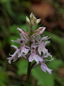 Prstnatec fuchsův  (Dactylorhiza fuchsii )