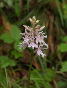 Prstnatec fuchsův  (Dactylorhiza fuchsii )