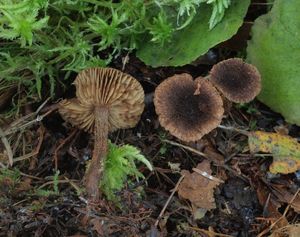 Vláknice stellatospora - Inocybe stellatospora (Peck) Massee 1904