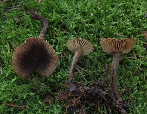 Vláknice stellatospora - Inocybe stellatospora (Peck) Massee 1904