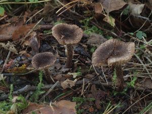 Vláknice stellatospora - Inocybe stellatospora (Peck) Massee 1904