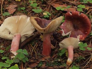 Holubinka Quéletova - Russula queletii Fr. in Quél.