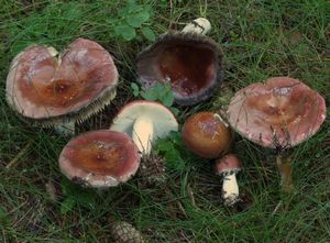 Holubinka tečkovaná - Russula vinosa Lindblad 1901