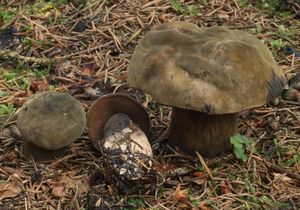 Hřib nachovýtrusý - Porphyrellus porphyrosporus (Fr.) E.-J. Gilbe