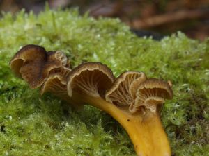 Liška nálevkovitá - Craterellus tubaeformis (Fr.) Quél. 1888