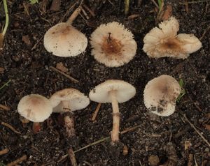 Bedla liláková - Lepiota lilacea Bres.