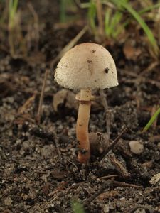 Bedla liláková - Lepiota lilacea Bres.