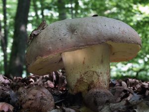 Hřib přívěskatý - Butyriboletus appendiculatus (Schaeff.) D. Arora & J.L. Frank 2014