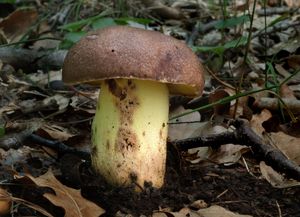 Hřib přívěskatý - Butyriboletus appendiculatus (Schaeff.) D. Arora & J.L. Frank 2014