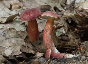 Klikni pro velký obrázek