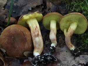 Hřib osmahlý - Boletus ferrugineus (Schaeff.) Bon