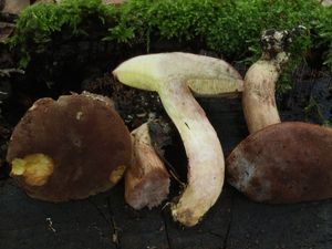 Hřib osmahlý - Boletus ferrugineus (Schaeff.) Bon