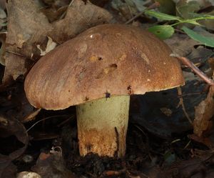 Hřib přívěskatý - Butyriboletus appendiculatus (Schaeff.) D. Arora & J.L. Frank 2014