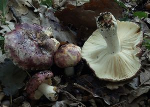 Holubinka černonachová - Russula atropurpurea (Krombh.) Britzelm. 1893