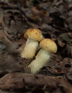 Kozák dubový - Leccinellum crocipodium (Letell.) Della Maggiora & Trassinelli 2014