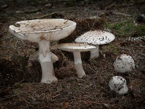 Muchomůrka růžovka - Amanita rubescens Pers. 1797