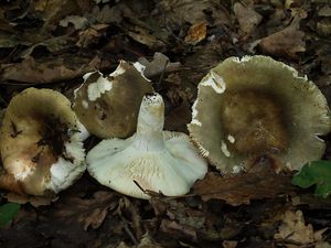 Holubinka bukovka - Russula heterophylla (Fr.) Fr. 1838