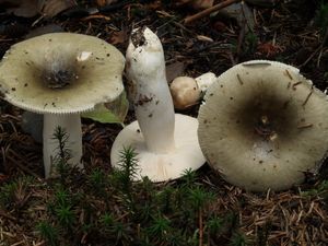 Holubinka trávozelená - Russula aeruginea Lindbl.in Fr.