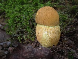 Kozák dubový - Leccinellum crocipodium (Letell.) Della Maggiora & Trassinelli 2014