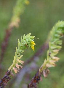 Voskovka menší (Cerinthe minor)