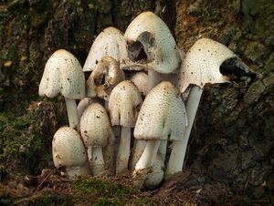 Hnojník Romagnesiho - Coprinopsis romagnesiana (Singer) Redhead, Vilgalys et Monclavo