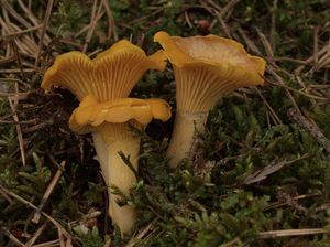Liška obecná - Cantharellus cibarius Fr. 1821
