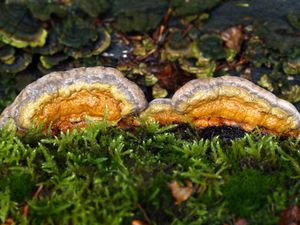 Troudnatec pásovaný - Fomitopsis pinicola (Sw.) P. Karst. 1881