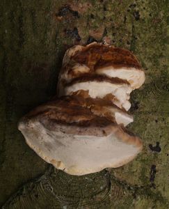 Troudnatec pásovaný - Fomitopsis pinicola (Sw.) P. Karst. 1881