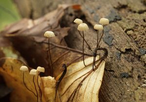 Špička Bulliardova - Marasmius bulliardii Quél. 1878