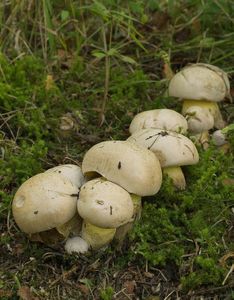 Hřib medotrpký - Caloboletus radicans (Pers.) Vizzini 2014