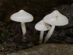 Vláknice zemní - Inocybe geophylla (Bull.: Fr.) P.Kumm.