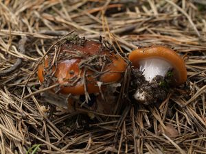 Pavučinec slizký - Cortinarius (Myxacium) mucosus (Bull.) Kickx