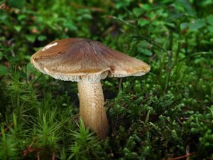 Čirůvka peřestá - Tricholoma fucatum