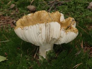 Holubinka hlínožlutá - Russula ochroleuca