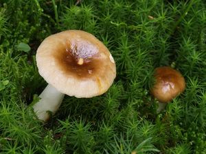 Holubinka dívčí - Russula puellaris Fr. 1838