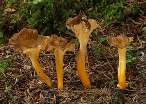 Liška žlutavá - Craterellus lutescens (Fr.) Fr.