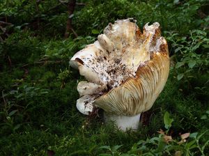 Ryzec plstnatý - Lactarius vellereus (Fr.) Fr.