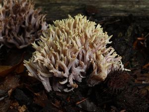 Kuřátka přímá - Ramaria stricta (Pers.) Quél. 1888