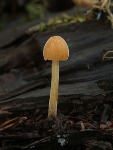 Sametovka pestrá - Conocybe rickeniana P.D. Orton 1960