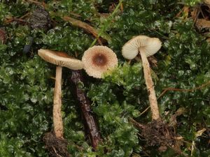 Bedla štětinkatá - Lepiota echinella Quél. et G.E.Bernard