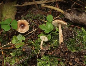 Bedla štětinkatá - Lepiota echinella Quél. et G.E.Bernard