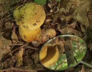 Hřib kovář žlutý - Boletus luridiformis var. junquilleus (Quél.)