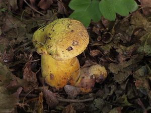 Hřib kovář žlutý - Neoboletus junquilleus (Quél.) Gelardi, Simonini & Vizzini 2014