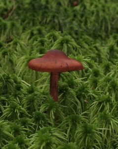 Pavučinec krvavý - Cortinarius sanguineus