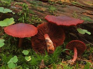 Pavučinec krvavý - Cortinarius sanguineus