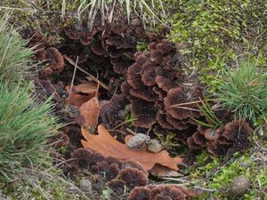 Plesňák zemní - Thelephora terrestris Ehrh. 1787