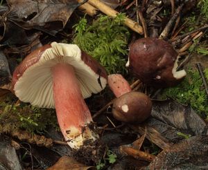 Holubinka Quéletova - Russula queletii Fr. in Quél.