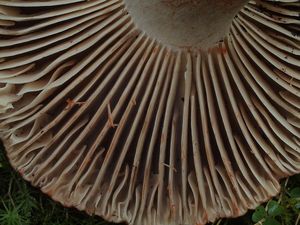 Holubinka černající - Russula nigricans Fr. 1838