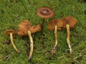 Pavučinec skořicový - Cortinarius cinnamomeus (L.) Gray