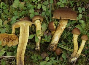 Pavučinec šafránový - Cortinarius croceus (Schaeff.) Gray 1821